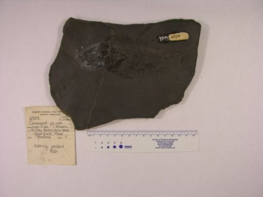 Semionotidae