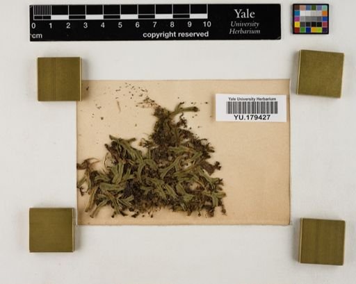 Plantae