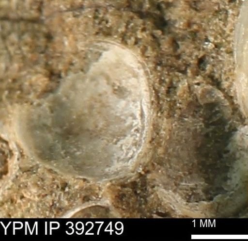 Protocardia sp.