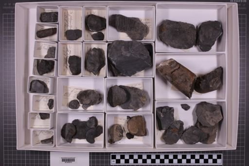 mixed taxa, stratigraphic collection