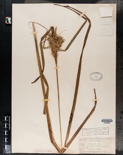 Carex lupuliformis