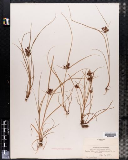Cyperus diandrus