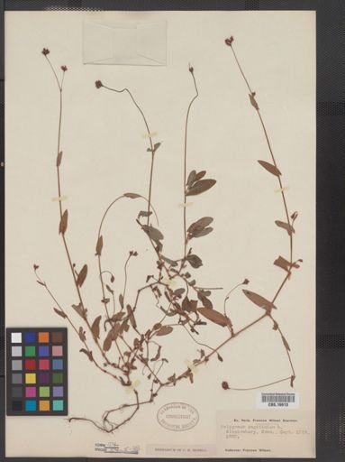 Polygonum sagittatum