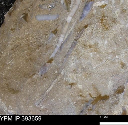undet. Serpulidae