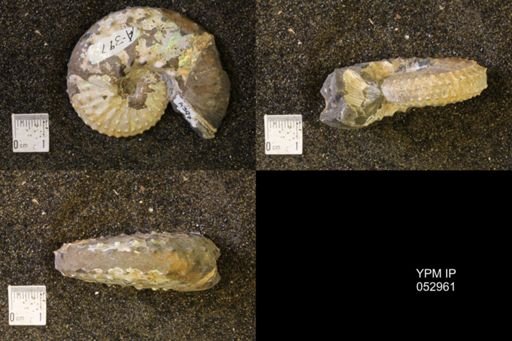 Discoscaphites gulosus