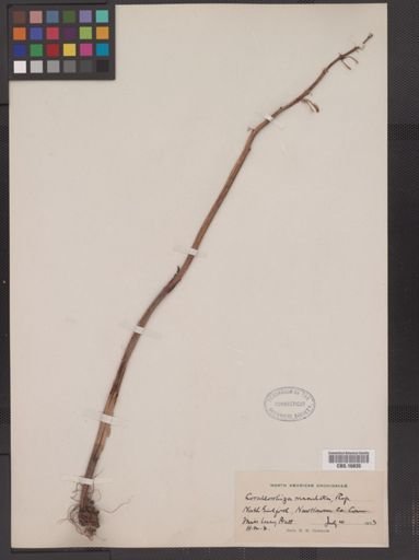 Corallorhiza maculata