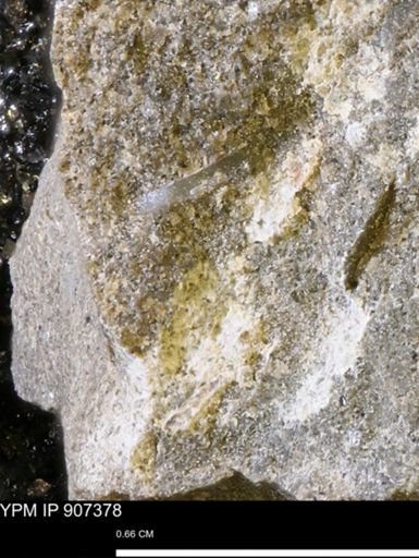 undet. Mollusca