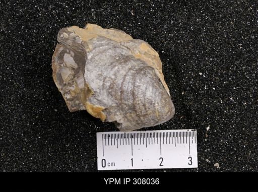 Inoceramus