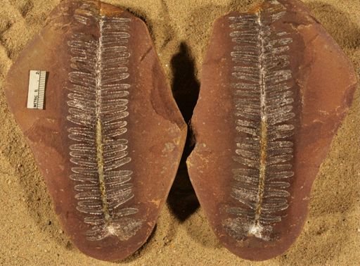 Pecopteris