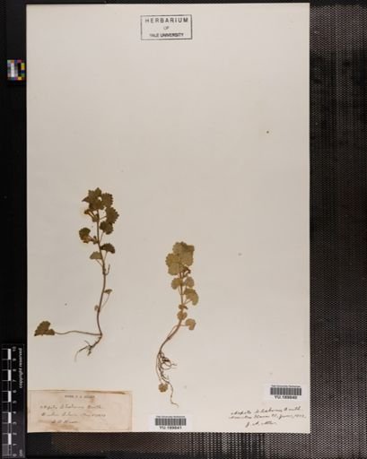 Plantae