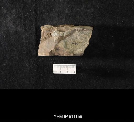 undet. Trilobita
