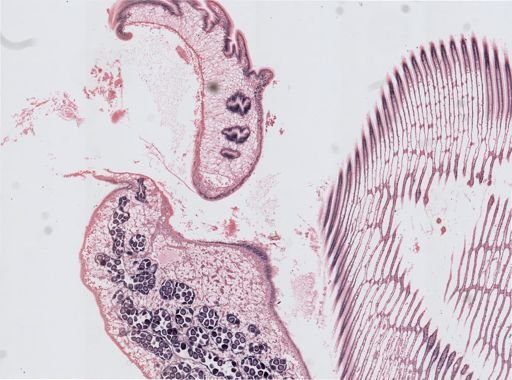Mytilus