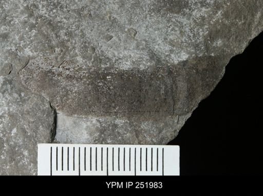 Eurypterus sp.