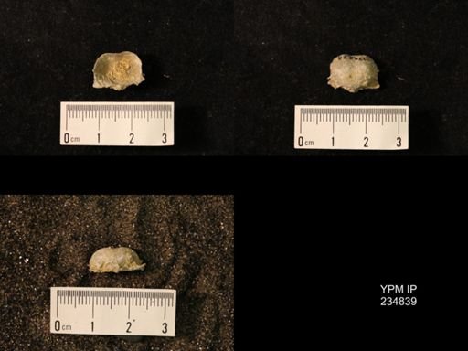 Marginifera wabashensis var. armata
