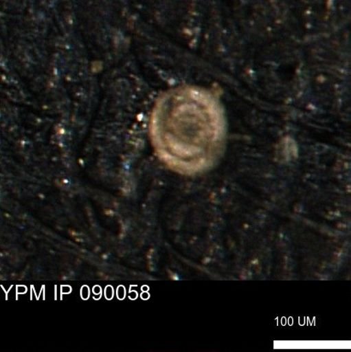 Spirolocammina subcircularis