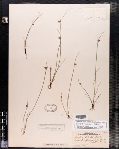 Scirpus hotarui