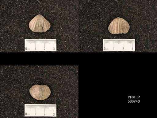 Rhynchotrema capax
