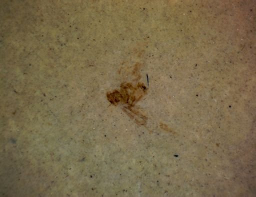 undet. Pterygota