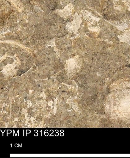 undet. Mollusca