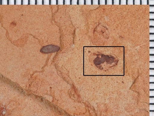 Hymenoptera?