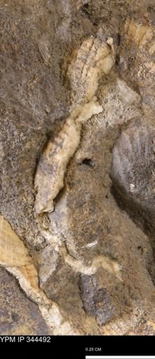 undet. Mollusca