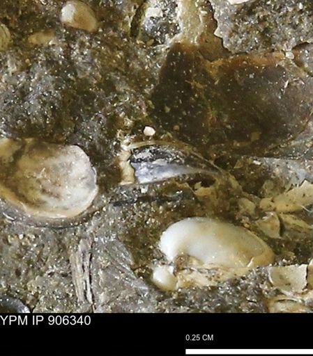 undet. Bivalvia