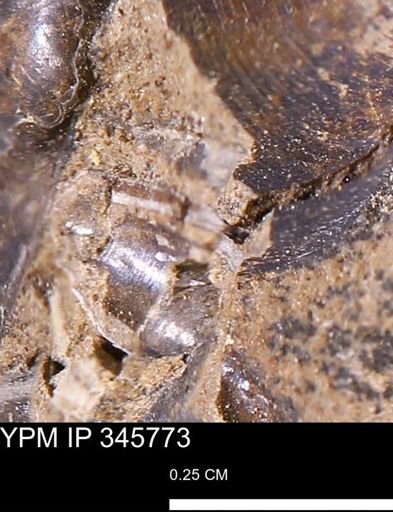undet. Mollusca