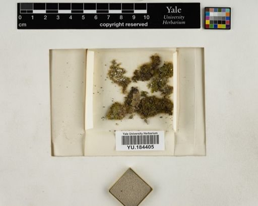 Plantae