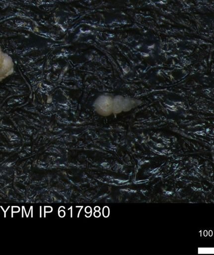 undet. Heterohelicidae