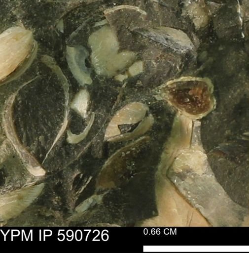 Protocardia?