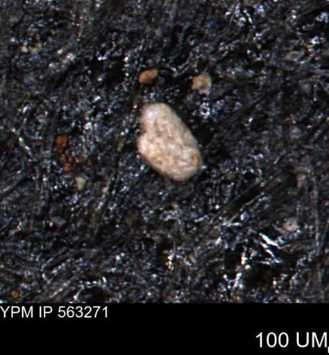 Trochammina gatesensis