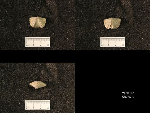 Platystrophia ponderosa