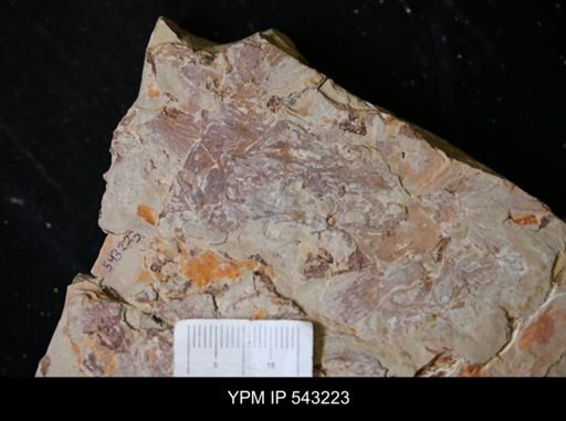 undet. Graptolithina