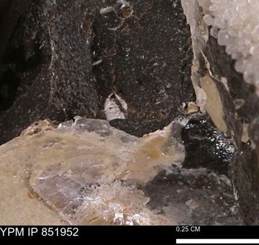 undet. Foraminifera