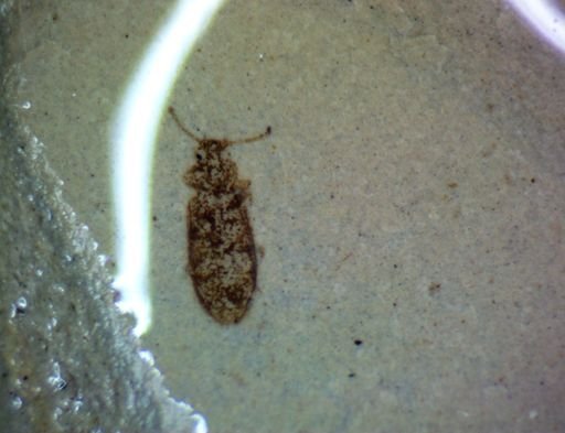 undet. Coleoptera