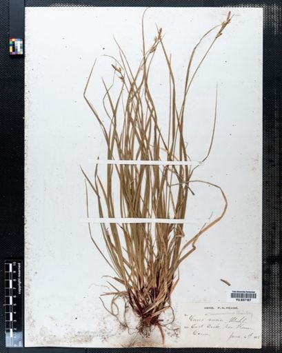 Carex communis