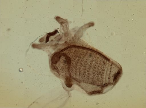Triopsidae