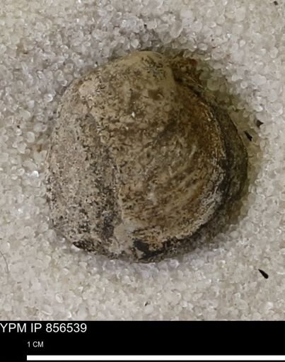 Limopsis striatopunctatus