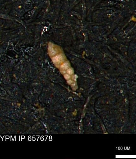 Verneuilinoides kansasensis