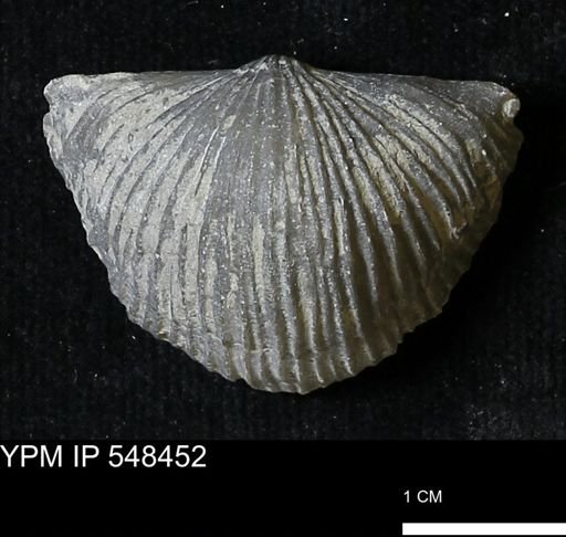 Stropheodonta kemperi