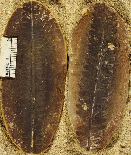 Pecopteris