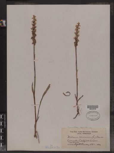 Spiranthes cernua