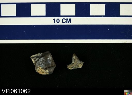 Ceratopsidae