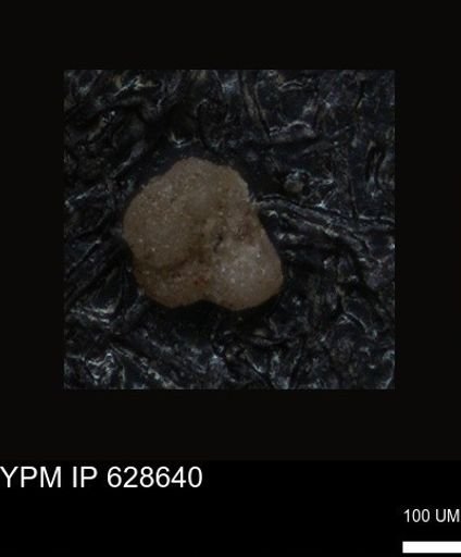 undet. Foraminiferida