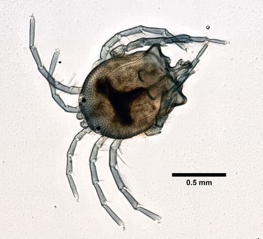 Arrhenuridae