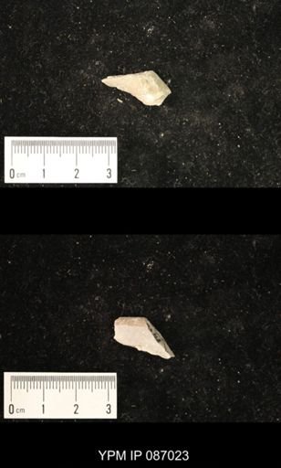 Bucanoceras extensum
