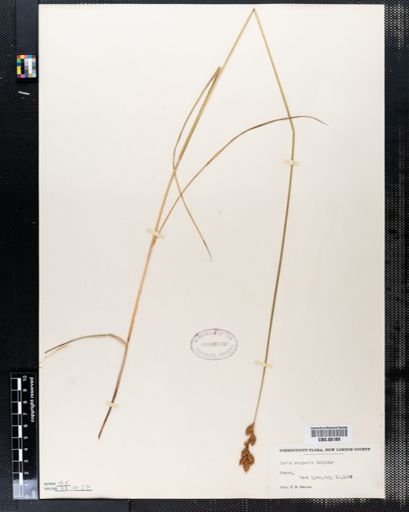 Carex scoparia