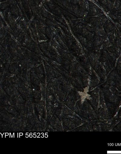 undet. Porifera