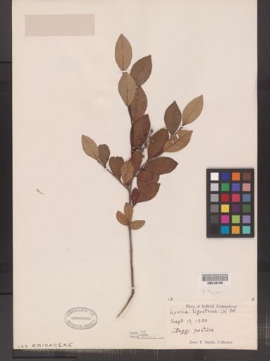Lyonia ligustrina