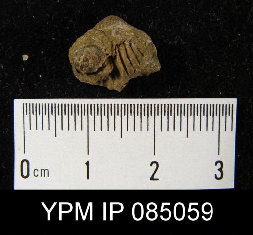 Camarotoechia fringilla